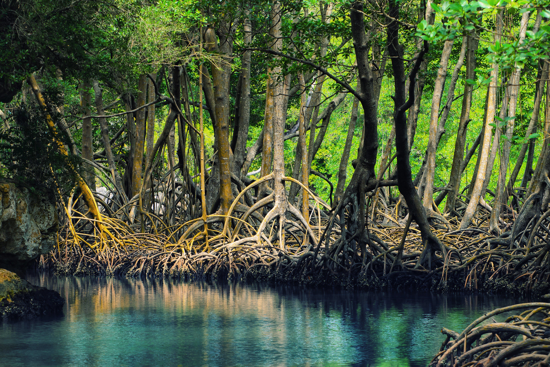 fungsi hutan mangrove